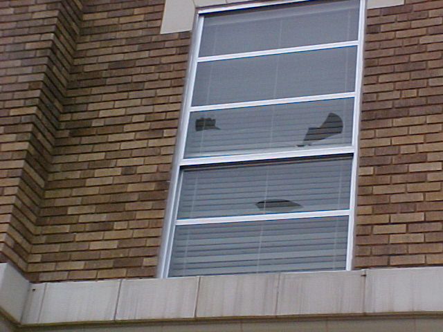 Window with three holes punched through it during the storm.